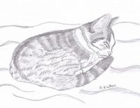 My cat